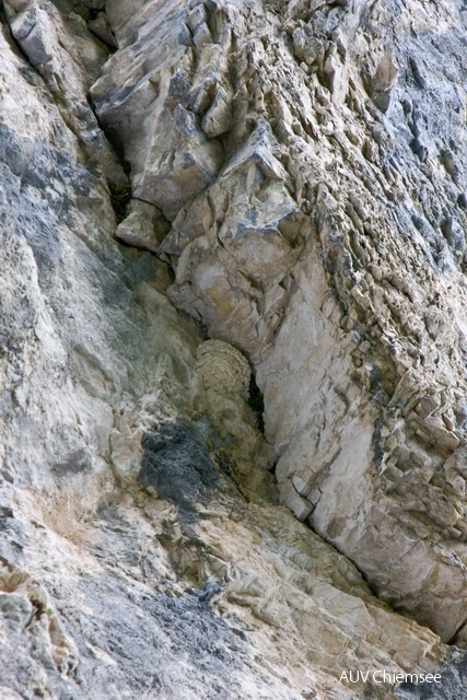 Felsenschwalbe Zellerwand-Mandl