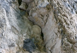 Felsenschwalbe Zellerwand-Mandl