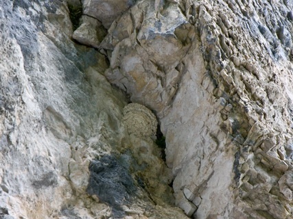 Felsenschwalbe Zellerwand-Mandl