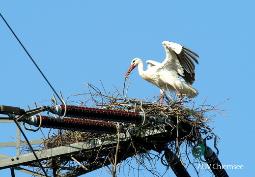 Weißstorch