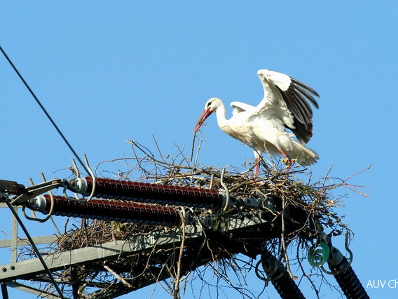 Weißstorch