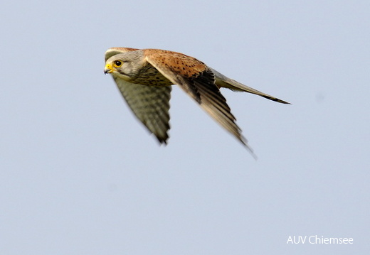 Turmfalke