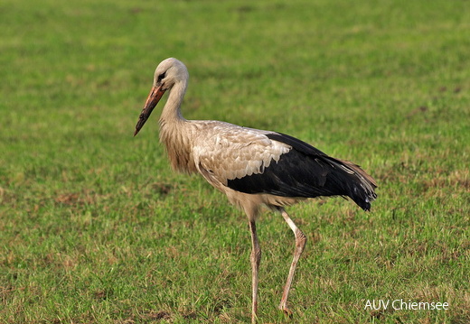 Weissstorch
