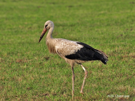 Weissstorch