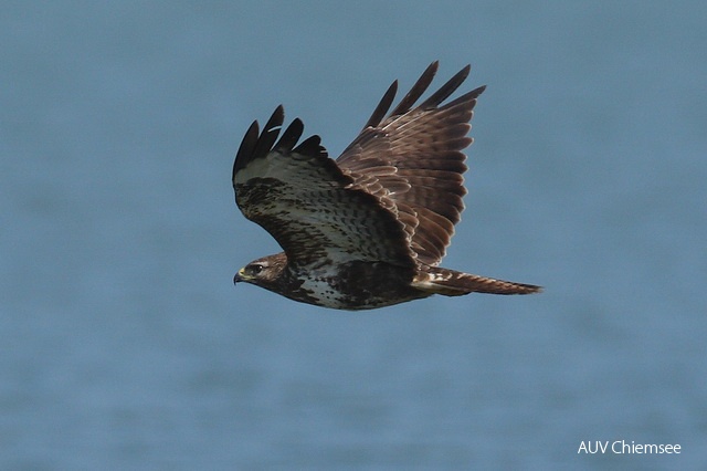 Mäusebussard