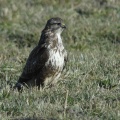 Mäusebussard