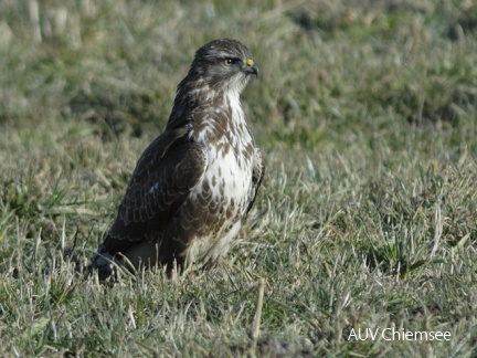 Mäusebussard