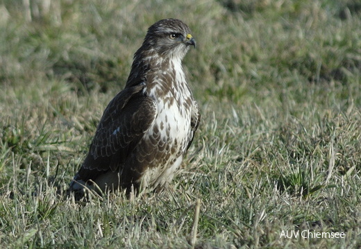 Mäusebussard