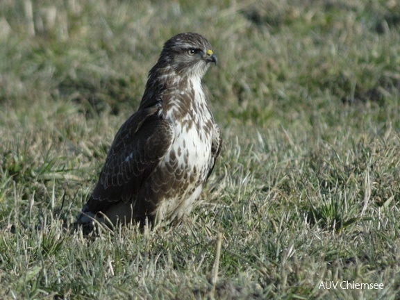 Mäusebussard