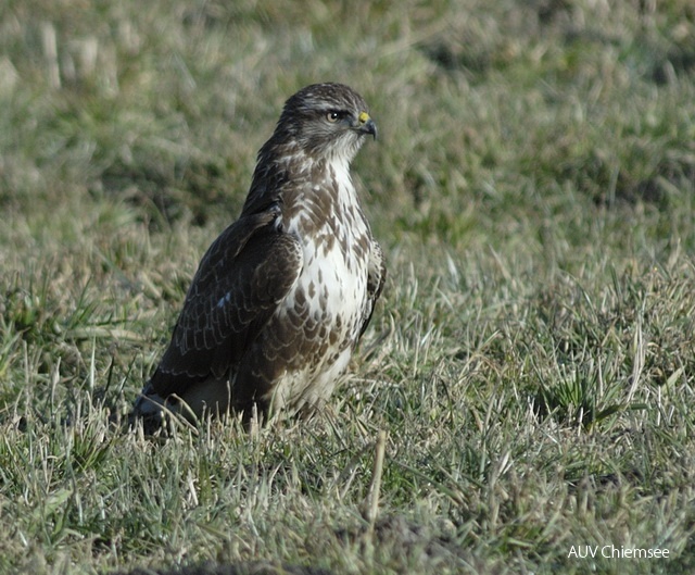 Mäusebussard