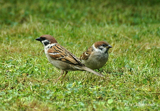 Feldsperling