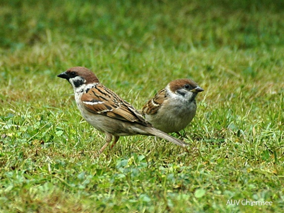 Feldsperling