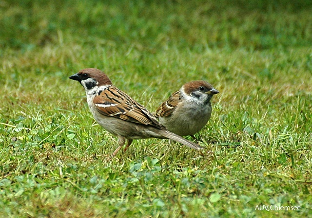 Feldsperling