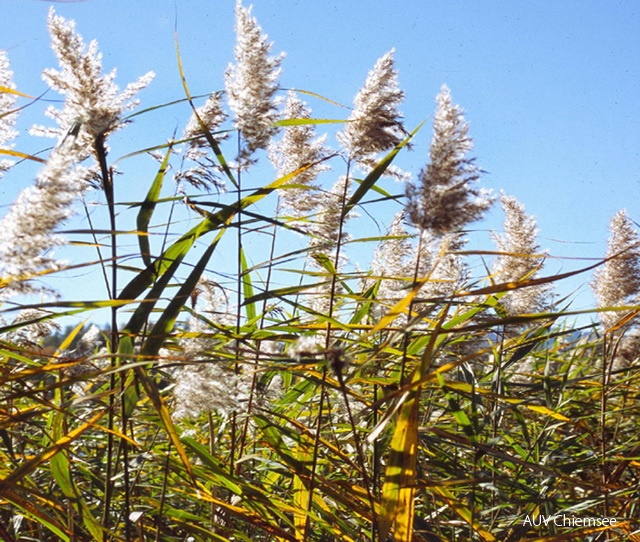 PfW-GeUf-ah-Schilf-Phragmites-Hartl.jpg