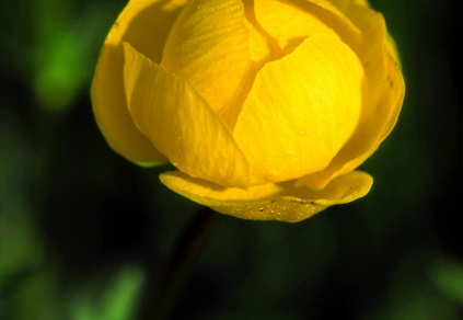 Trollblume