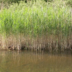 Schilf