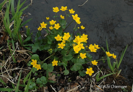 Sumpfdotterblume