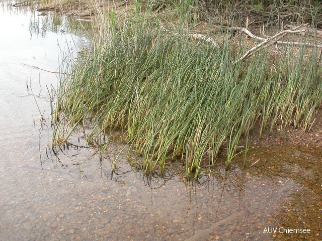 PfW-GeUf-ml-Teichbinse-Scirpus-palustris-milo-DSCN1987.JPG