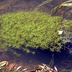 Wasserstern