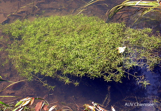 Wasserstern