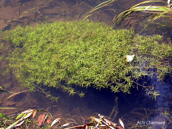 Wasserstern