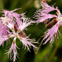Prachtnelke