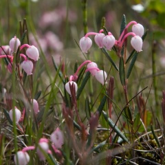 Rosmarinheide