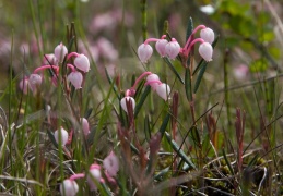 Rosmarinheide