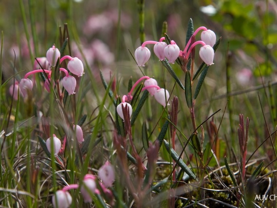 Rosmarinheide