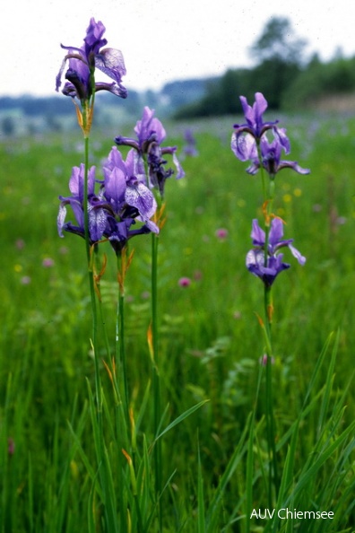 PfW-Moor-ah-Sibirische-Schwertlilie-Iris-sibirica-AH.jpg