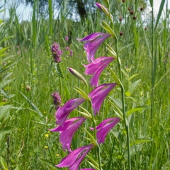 Sumpf-Gladiole