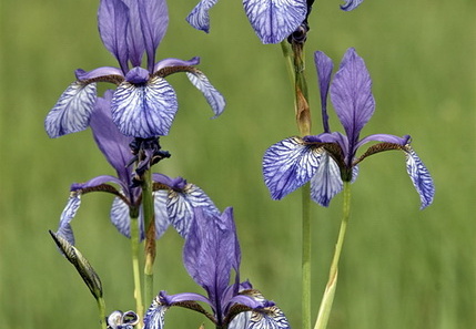 Sibirische Schwertlilie