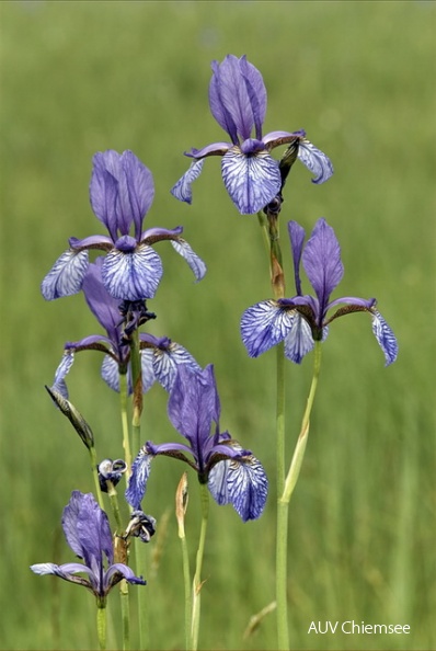 PfW-Moor-as-Sibirische-Schwertlilie-Iris-sibirica-annette-1856.jpg