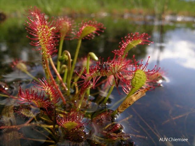 PfW-Moor-as-Sonnentau-Drosera-intermedia-annette-8_1.jpg