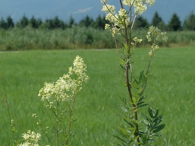 Gelbe Wiesenraute