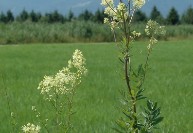 Gelbe Wiesenraute