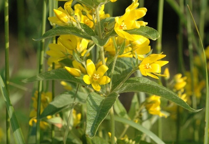 Gelbweiderich
