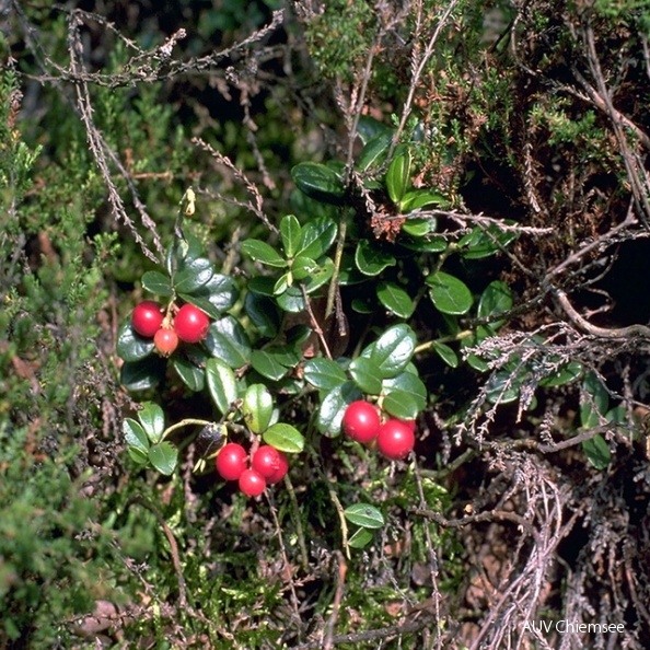 PfW-Moor-ml-Preiselbeere-Vaccinium-vitis-idaea-milo-2.jpg