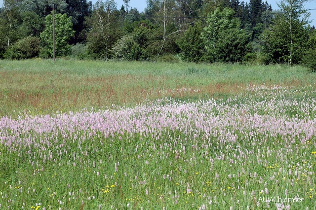 Schlangen-Knöterich