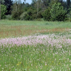 Schlangen-Knöterich