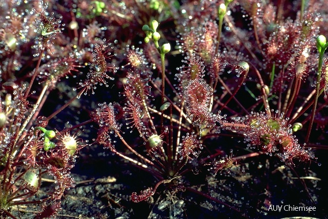 PfW-Moor-ml-Sonnentau-Drosera-intermedia-milo-IMG0063.jpg