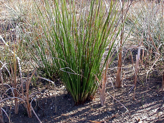 PfW-Moor-ml-Steife-Segge-Carex-elata-milo-2.jpg