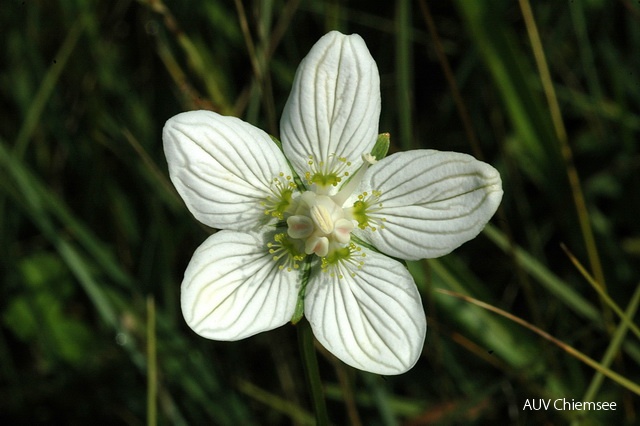 PfW-Moor-ml-Sumpf-Herzblatt-Parnassia-palustris-milo-DSC_5045.JPG