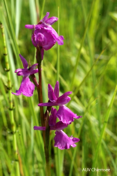 PfW-Moor-ml-Sumpf-Knabenkraut-Orchis-palustris-milo-DSC_3822.JPG