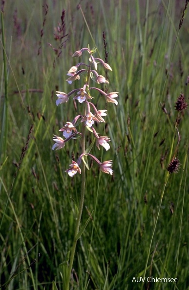 PfW-Moor-ml-Sumpf-Stendelwurz-Epipactis-palustris-milo.jpg