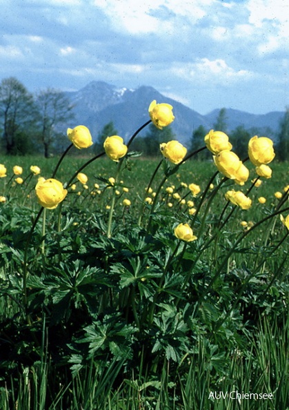 PfW-Moor-ml-Trollblume-Trollius-europaeus-milo.jpg