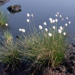 Scheidiges Wollgras