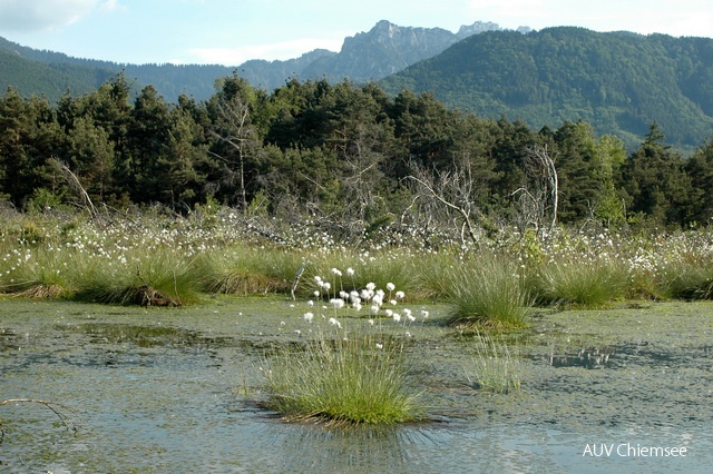 PfW-Moor-ml-Wollgras-Scheidiges-Eriophorum-vaginatum-milo_0044.JPG