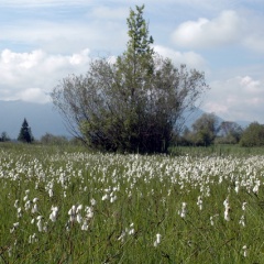 Wollgras Schmalblättriges