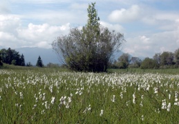 Wollgras Schmalblättriges